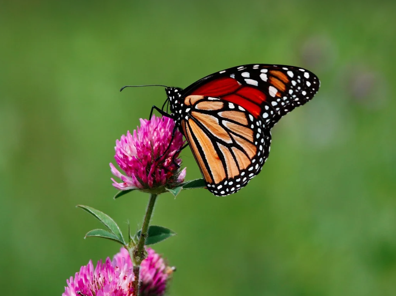 Achtung: Der Schmetterling kommt